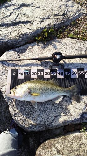 ブラックバスの釣果