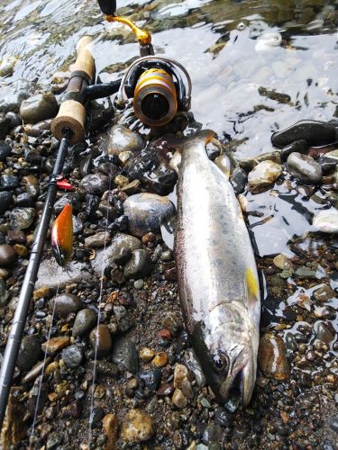 アマゴの釣果