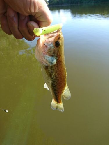 ブラックバスの釣果