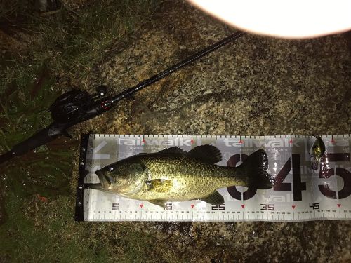 ブラックバスの釣果