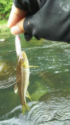 ウグイの釣果