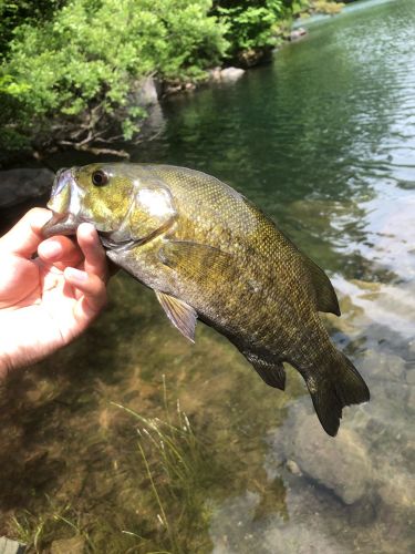 スモールマウスバスの釣果