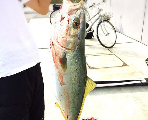 ショッコの釣果