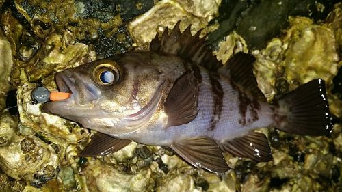 メバルの釣果