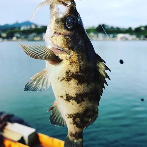 メバルの釣果