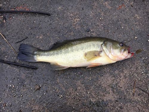 ブラックバスの釣果