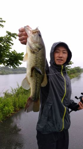 ブラックバスの釣果