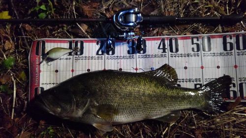 ブラックバスの釣果