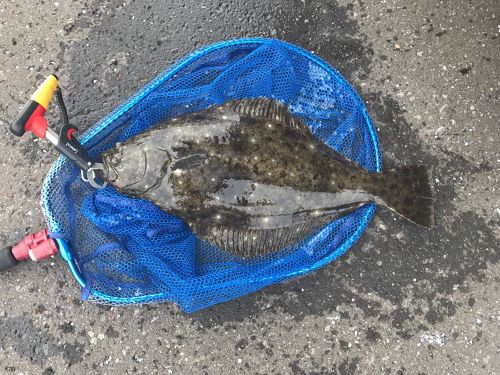 ヒラメの釣果