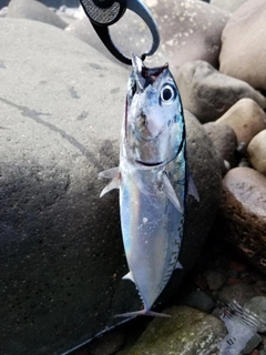 ソウダガツオの釣果