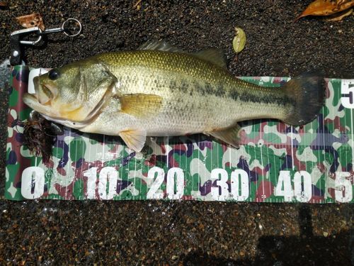 ブラックバスの釣果