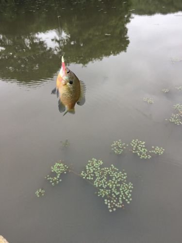 釣果