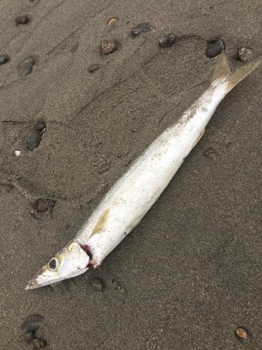 カマスの釣果