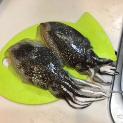 シリヤケイカの釣果