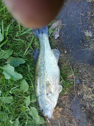 ブラックバスの釣果