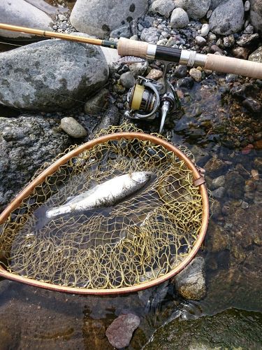 ヤマメの釣果