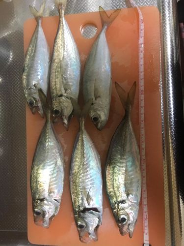 釣果