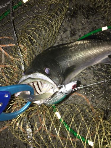 フッコ（マルスズキ）の釣果