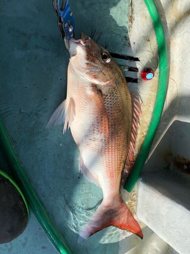 マダイの釣果