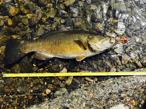 スモールマウスバスの釣果