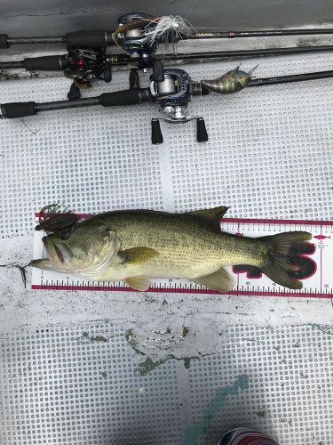 ブラックバスの釣果