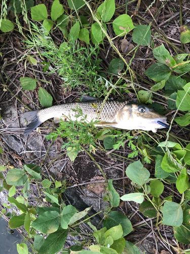 ニゴイの釣果