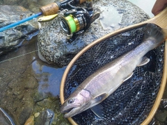 イワナの釣果