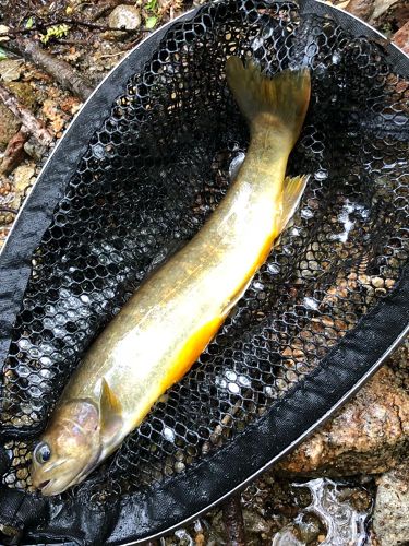 イワナの釣果