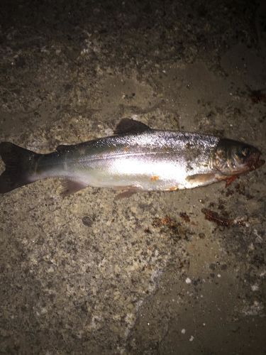 サツキマスの釣果