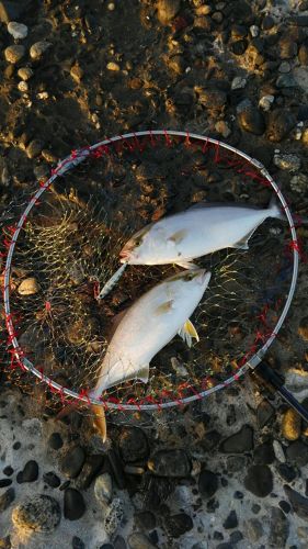 カンパチの釣果