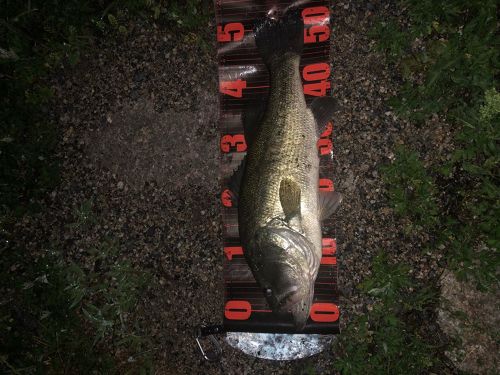 ブラックバスの釣果