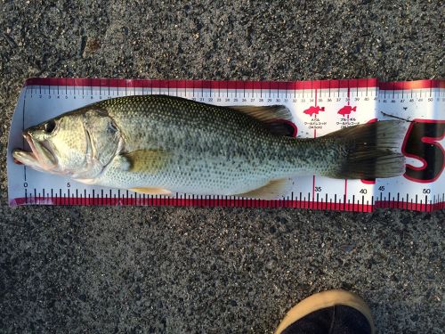 ブラックバスの釣果