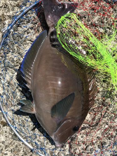 タイの釣果