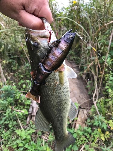 ラージマウスバスの釣果