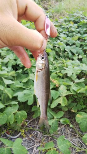 ウグイの釣果