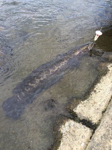 ライギョの釣果