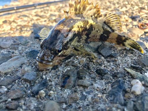 タケノコメバルの釣果