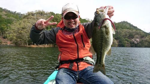 ブラックバスの釣果