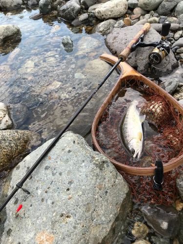 ヤマメの釣果