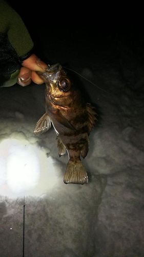 メバルの釣果