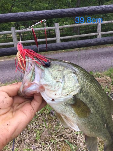 ブラックバスの釣果