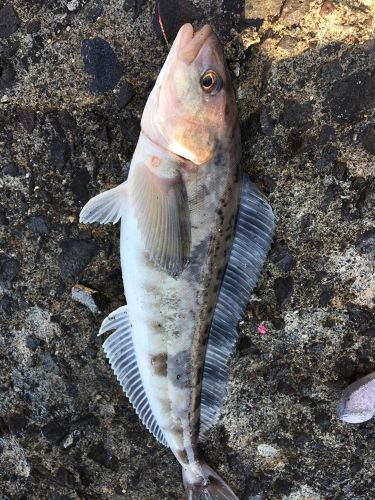 ホッケの釣果