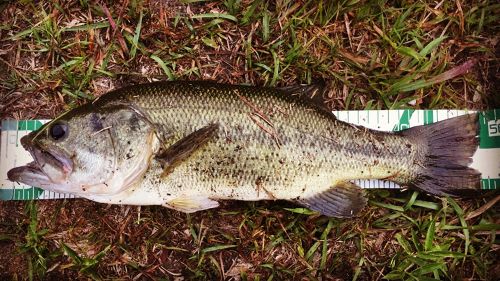 ブラックバスの釣果