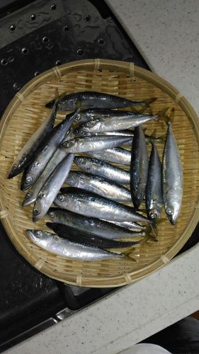 サバの釣果