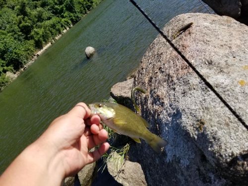 ブラックバスの釣果