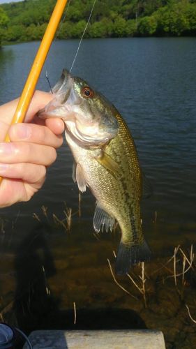 ラージマウスバスの釣果