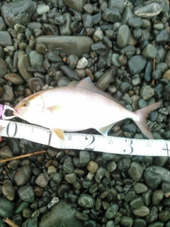 ショゴの釣果