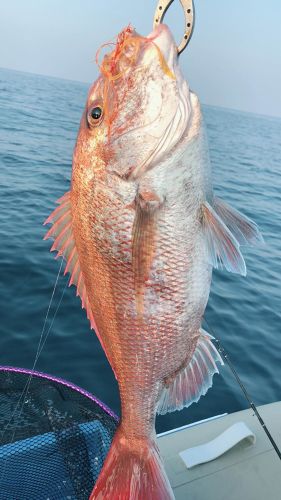 タイの釣果