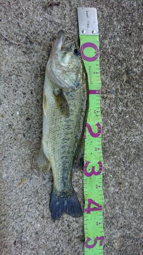 ブラックバスの釣果