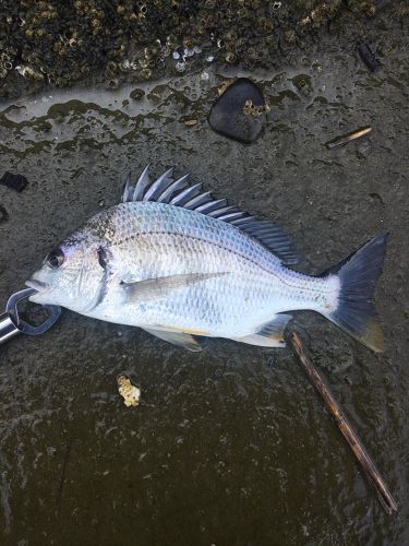 キビレの釣果